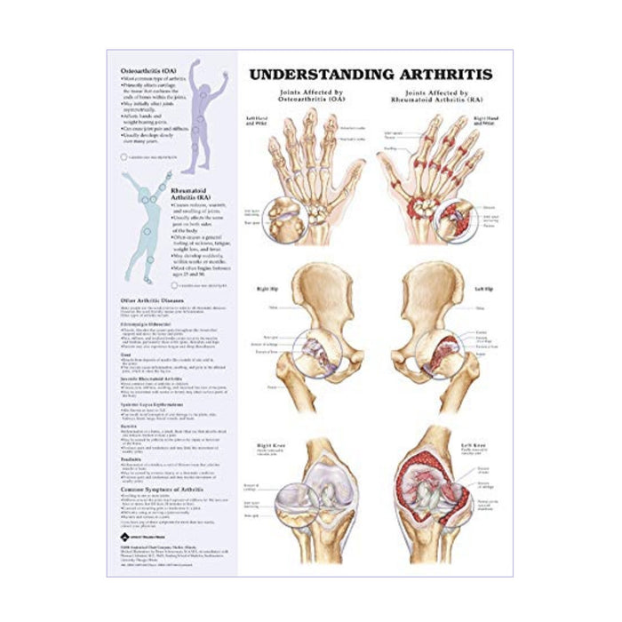 English Anatomical chart