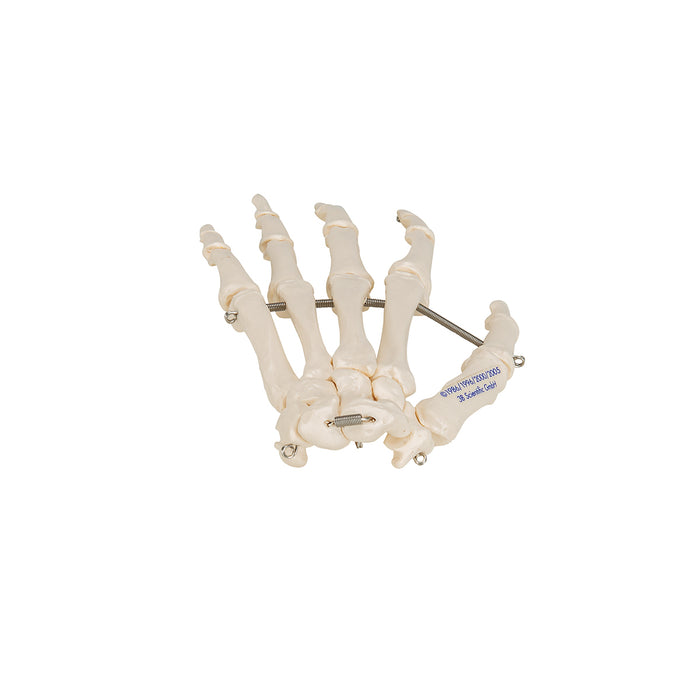 Model: Hand skeleton (wire mounted)