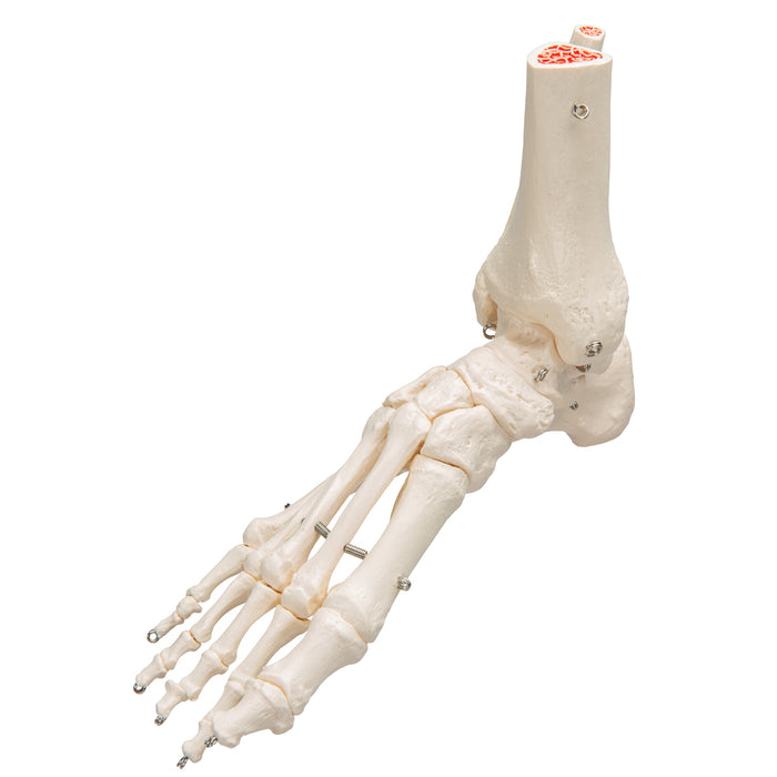 Model: Foot skeleton w/tibia