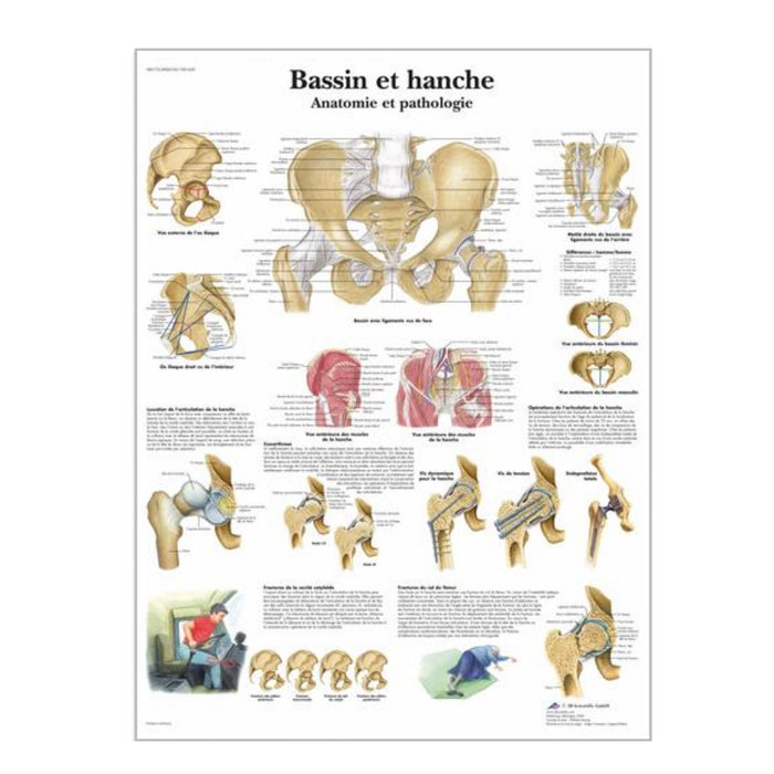 French anatomical charts