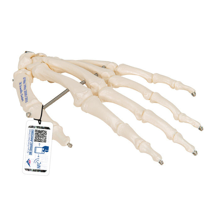 Model: Hand skeleton (wire mounted)