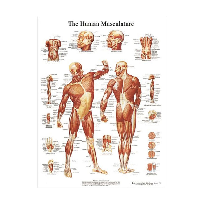 English Anatomical chart