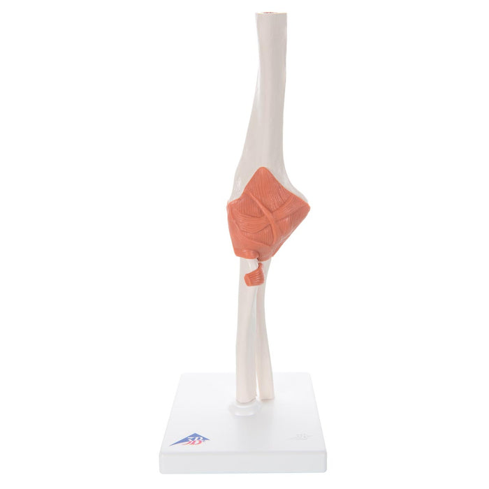 Functional elbow joint model