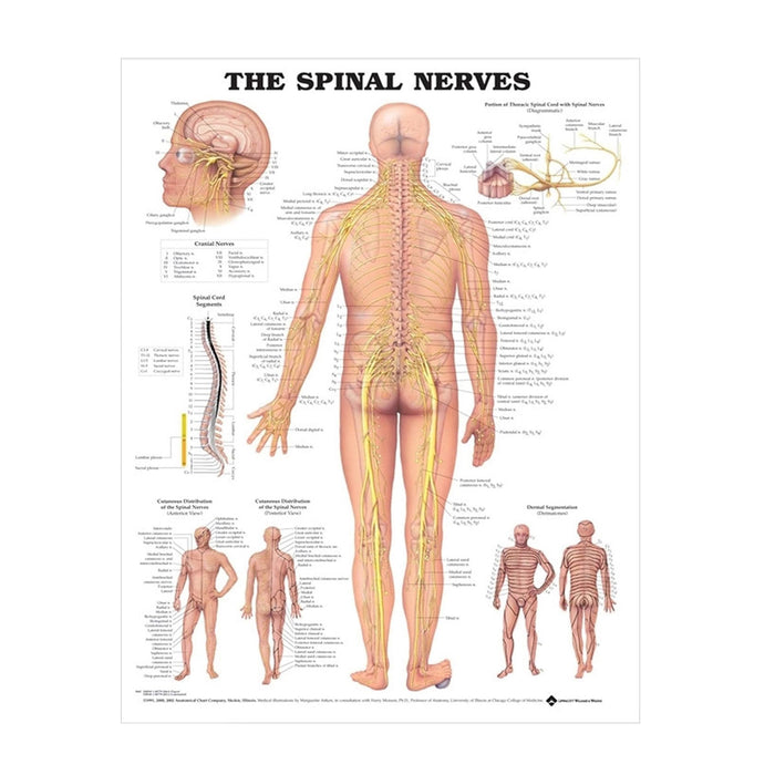 English Anatomical chart