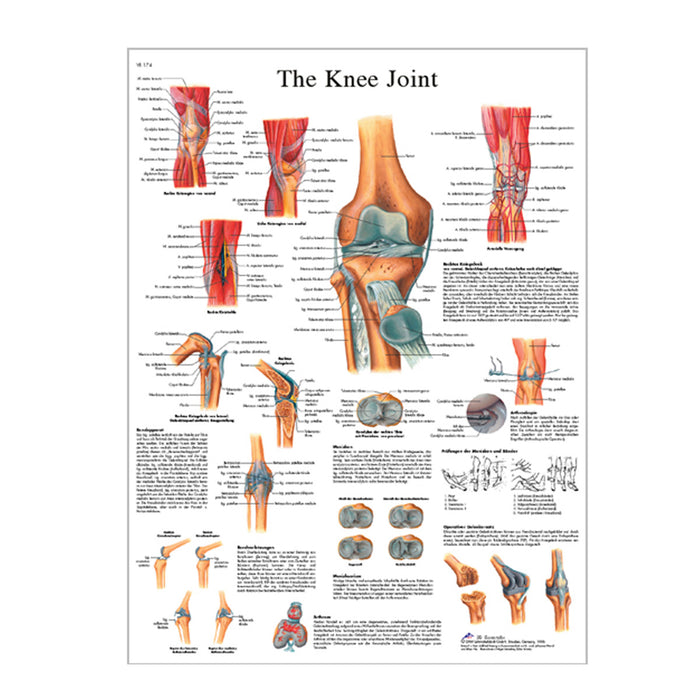 English Anatomical chart