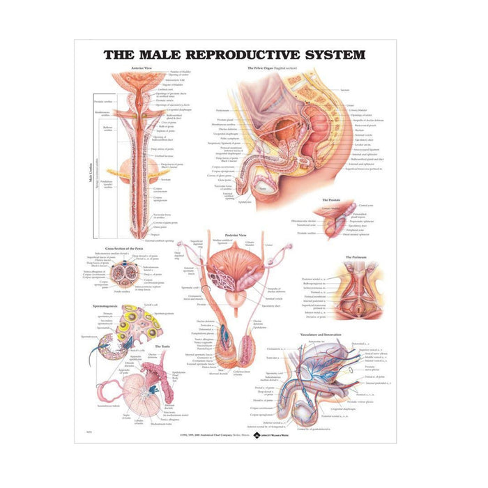 English Anatomical chart