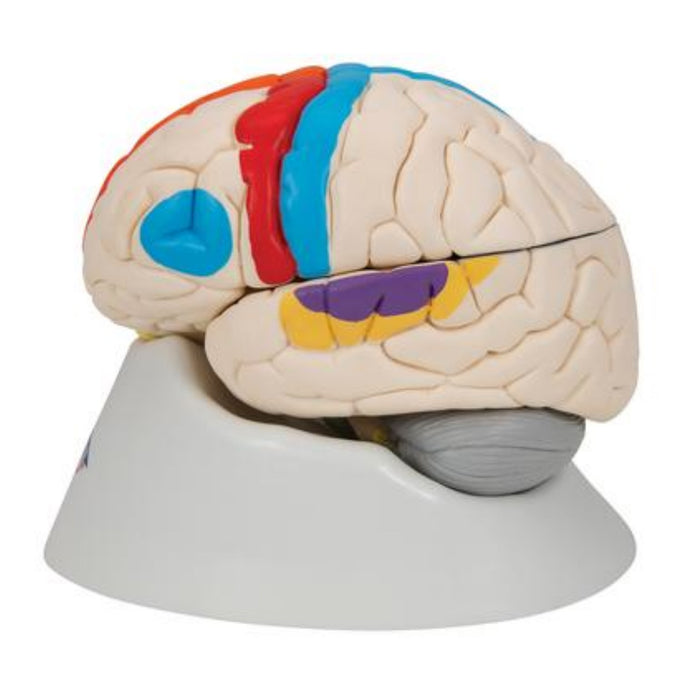 Model: Neuro-Anatomical Brain, 8 part