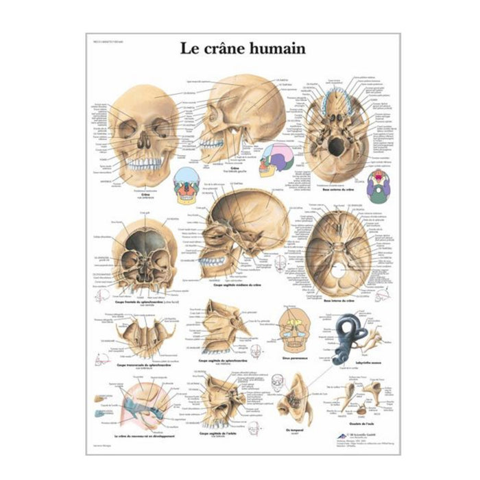 French anatomical charts