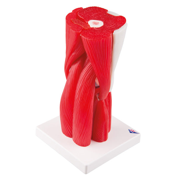 Knee joint with removable muscles model - 12 parts