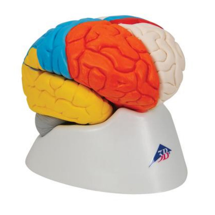 Model: Neuro-Anatomical Brain, 8 part