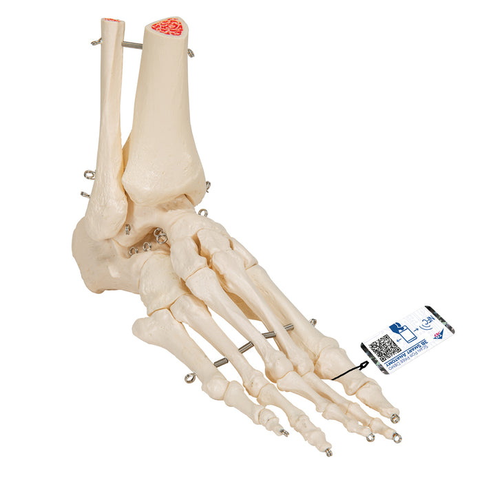 Model: Foot skeleton w/tibia