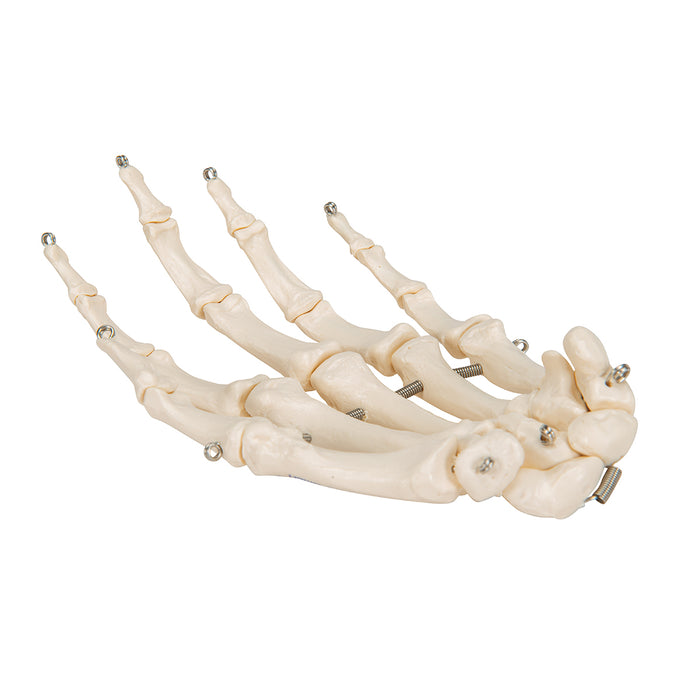 Model: Hand skeleton (wire mounted)