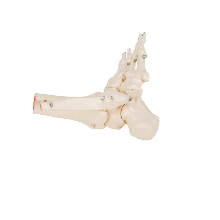 Model: Foot skeleton w/tibia