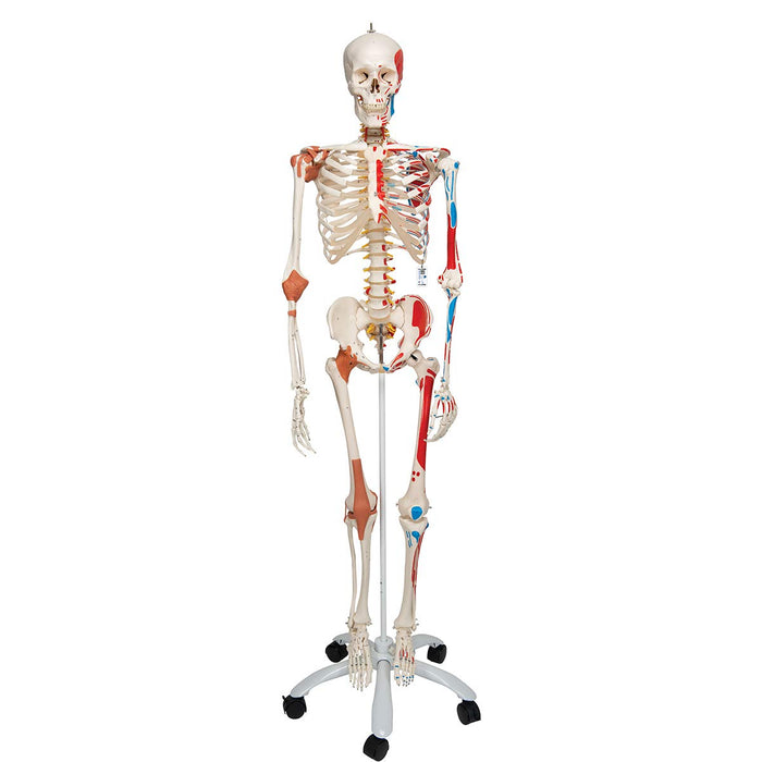 Deluxe human skeleton model "Sam" with 5 caster metal stand