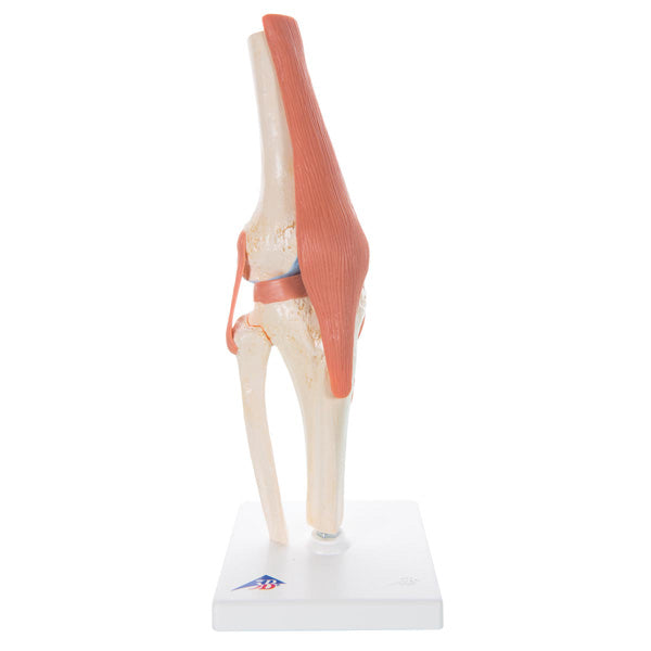 Functional knee joint model