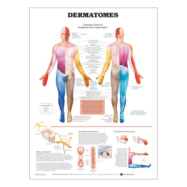 English Anatomical chart