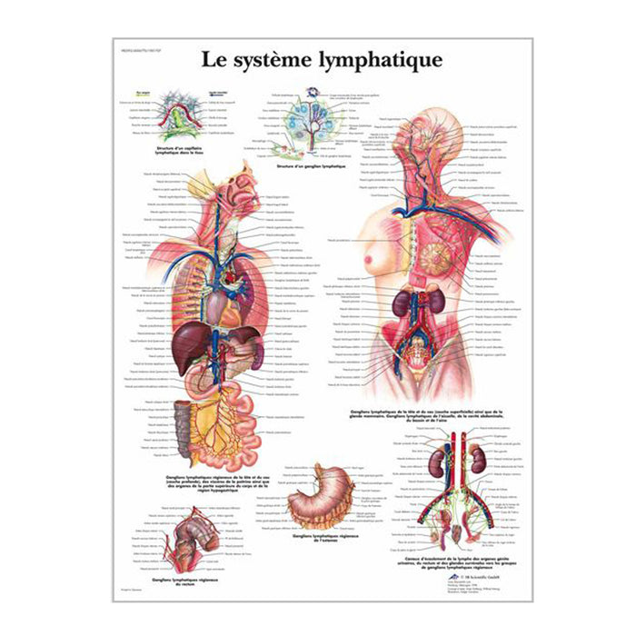 Chartes anatomiques en français