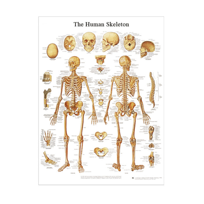 English Anatomical chart