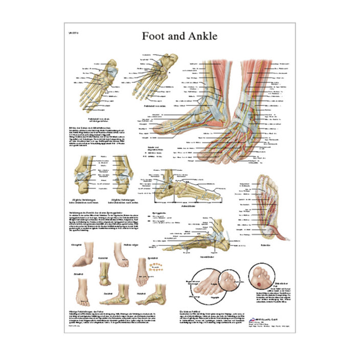 English Anatomical chart