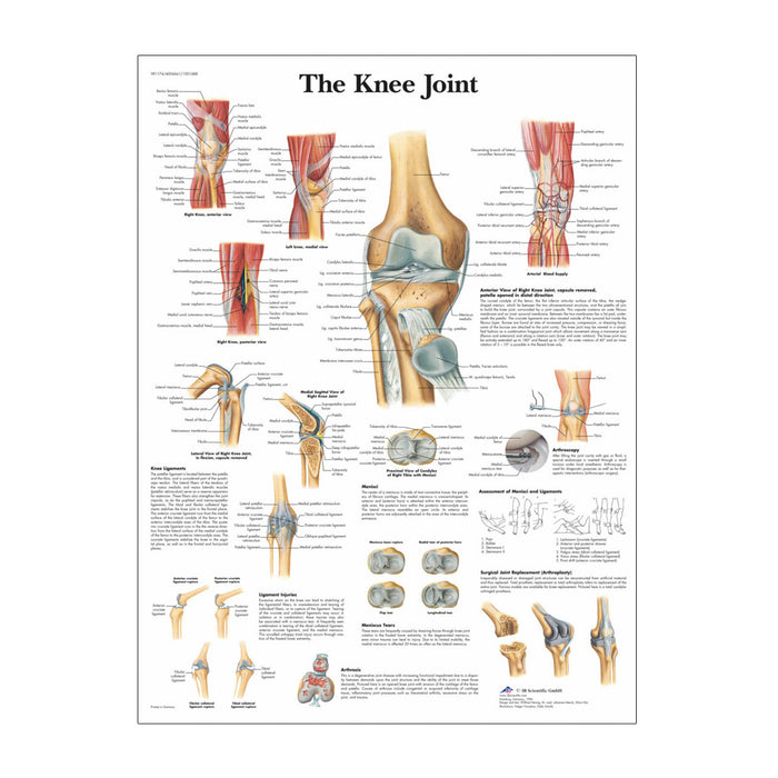 English Anatomical chart