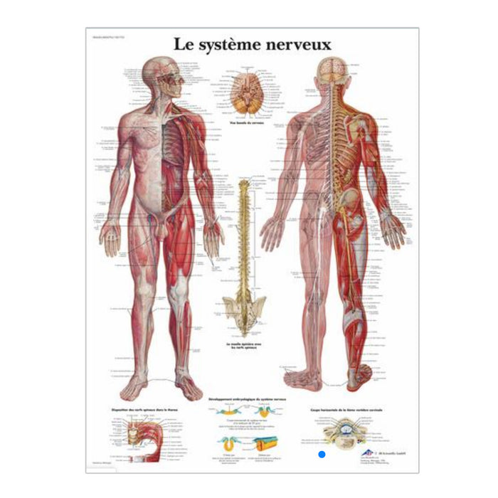 French anatomical charts