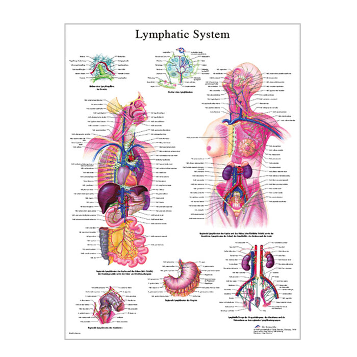 English Anatomical chart