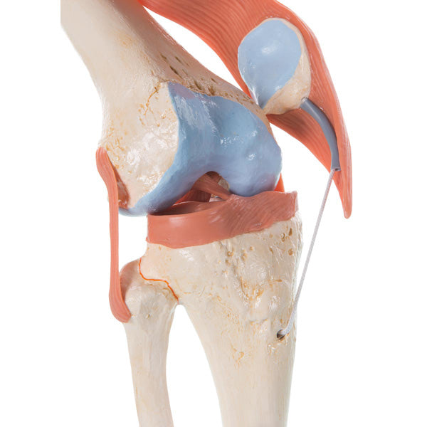 Functional knee joint model