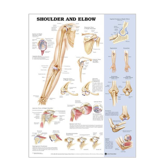 English Anatomical chart