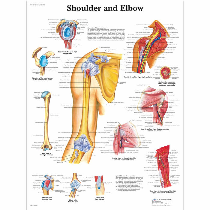 English Anatomical chart