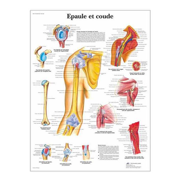 French anatomical charts