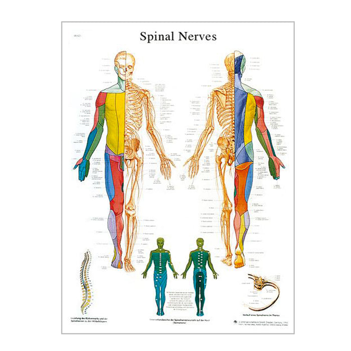 English Anatomical chart