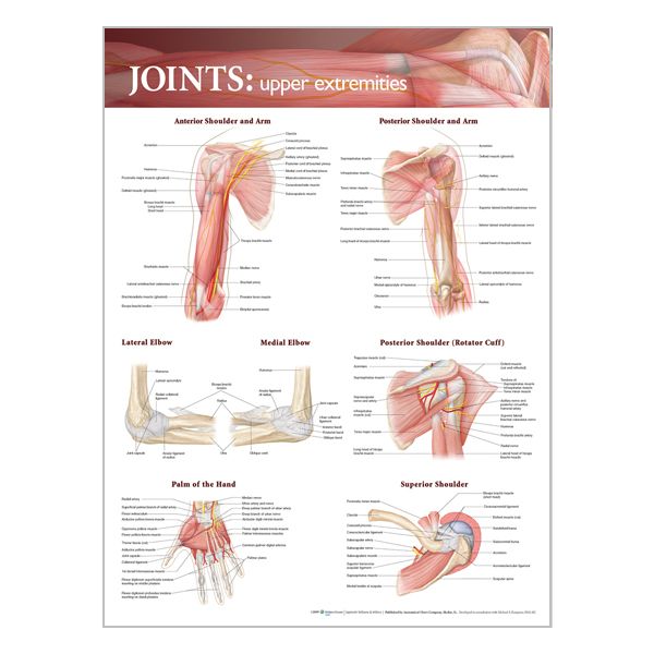 Chart "Joints of the upper extremities"