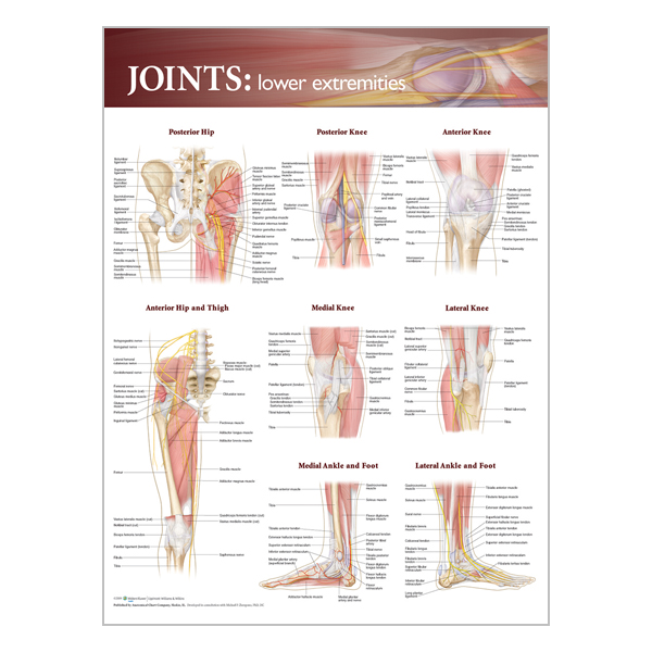 Charte « Joints of the lower extremities »