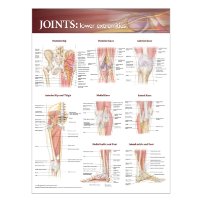 Chart "Joints of the lower extremities"