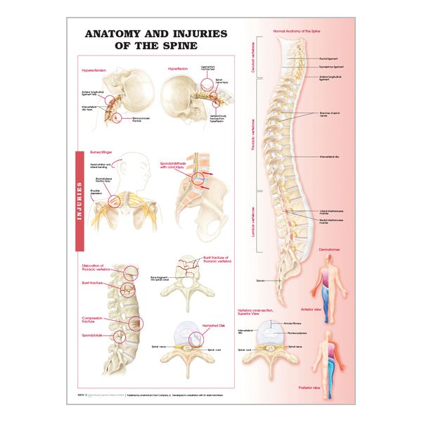 Chart "Anatomy & injuries of the spine"