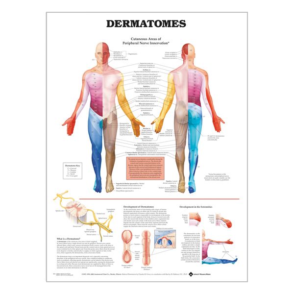 Chart "Dermatomes"