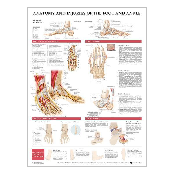 Chart "Anatomy & injuries of the foot & ankle"