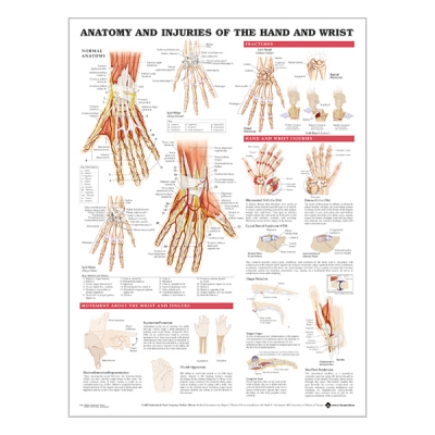Chart "Anatomy & injuries of the hand & wrist"