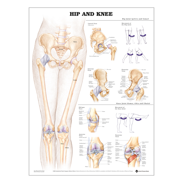 Chart "Hip & knee"