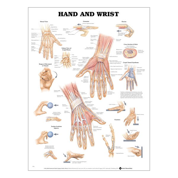 Chart "Hand & wrist"
