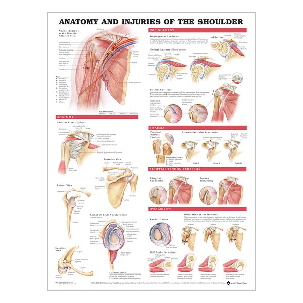 Chart "Anatomy & injuries of the shoulder"