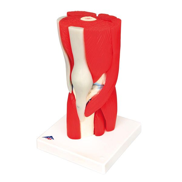 Knee joint with removable muscles model - 12 parts