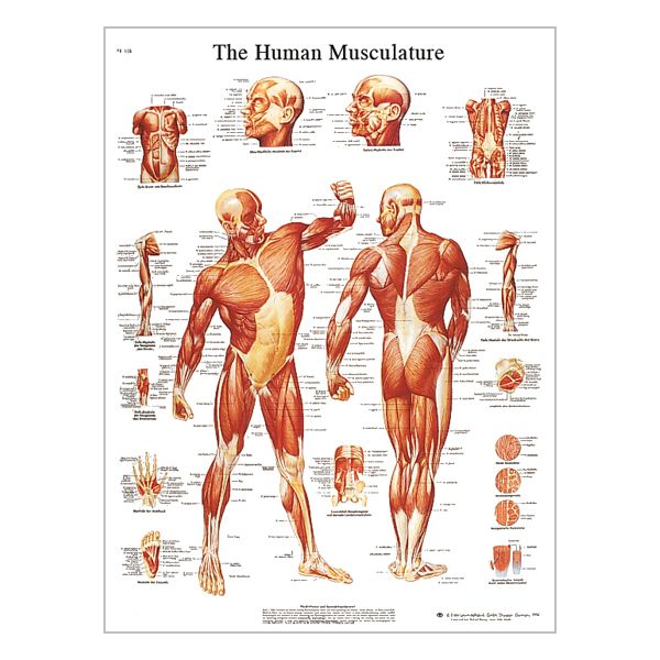 Chart "The human musculature"