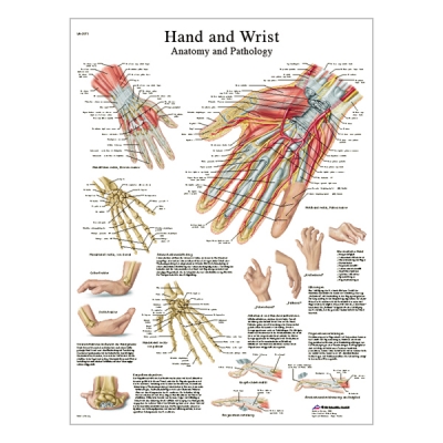 Chart "Hand and wrist - Anatomy and Pathology"