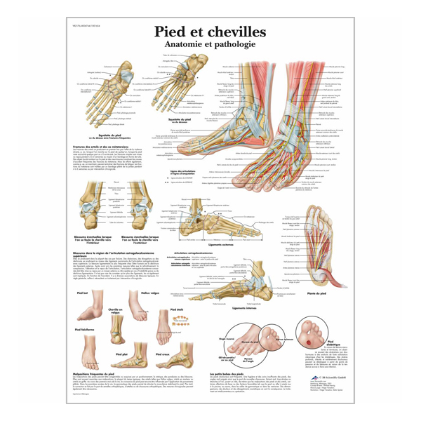 Charte Pieds et chevilles Anatomie et pathologie