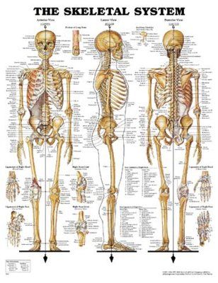 Chart "The skeletal system"